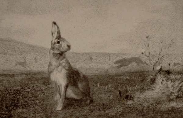 The Hare, a Misty Morning